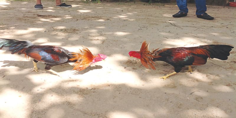 đá gà trực tiếp